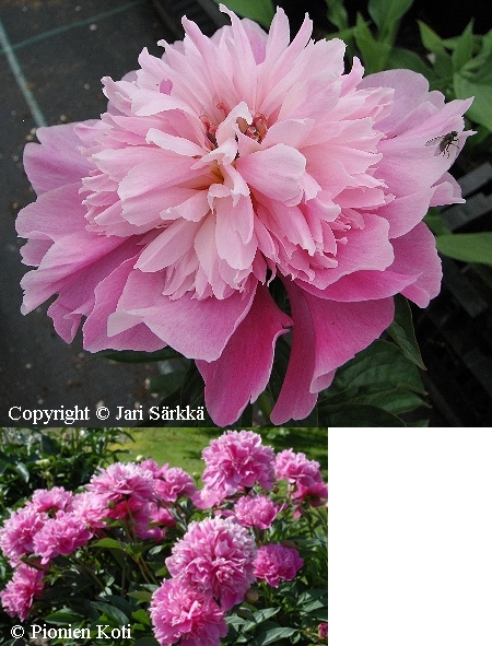Kiinanpioni - luktpion - Paeonia lactiflora 'Barbara'